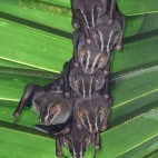 Common tent-making bats in Corcovado National Park, Costa Rica.