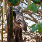 Baird's tapir in Costa Rica