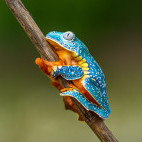 Golden-eyed leaf frog in Costa Rica