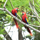 Scarlet macaw in Costa Rica