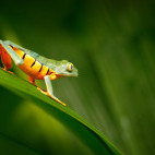 Splendid leaf frog in Costa Rica