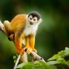 Squirrel monkey in Corcovado National Park, Costa Rica