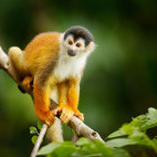 Squirrel monkey in Costa Rica