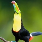 Keel-billed toucan in Costa Rica