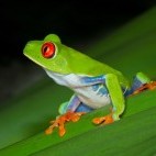 Red-eyed tree frog in Costa Rica