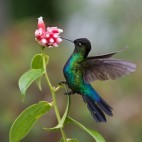 Fiery-throated hummingbird in Costa Rica.