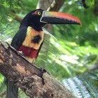Fiery-billed aracari in Costa Rica
