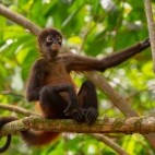 Geoffroy's spider monkey in Costa Rica