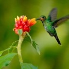 Green-crowned hummingbird in Costa Rica