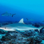 Grey reef shark in Costa Rica