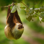 Hoffmann's two-toed sloth in Costa Rica