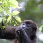 Howler monkey in Costa Rica