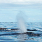 Humpback whale in Costa Rica