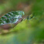 Katydid in Costa Rica.