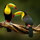 Keel-billed toucan in Costa Rica