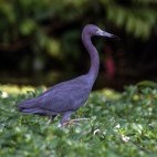 Little blue heron in Costa Rica