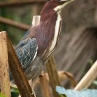 Green heron at Macaw Lodge, Cerros de Turrubares in Costa Rica.