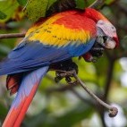Scarlet macaw at Macaw Lodge, Cerros de Turrubares in Costa Rica