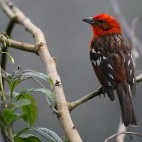 Flame tanager in Costa Rica