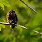 Mantled howler monkey in Costa Rica