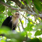 White-faced capuchin in Costa Rica