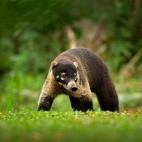 White-nosed coati in Manuel Antonio National Park, Costa Rica