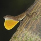 Many-scaled anole in Corcovado National Park, Costa Rica