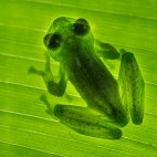 Emerald glass frog in Costa Rica.