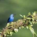 Honeycreeper in Costa Rica.