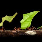 Leaf-cutter ants in Costa Rica.