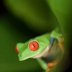 Red-eyed tree frog in Costa Rica.