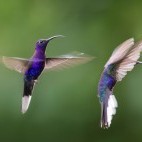 Sabrewing violet hummingbird in Costa Rica.
