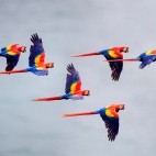 Scarlet macaws in Costa Rica.