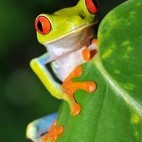 Red-eyed tree frog in Costa Rica