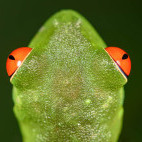 Red-eyed tree frog in Costa Rica.