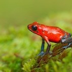 Red strawberry poison dart frog in Costa Rica