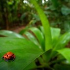 Red strawberry poison dart frog in Costa Rica