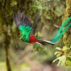 Resplendent quetzal in Costa Rica