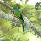 Resplendent quetzal in San Gerardo de Dota, Costa Rica