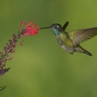Magnificent hummingbird in San Gerardo de Dota, Costa Rica