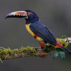 Collared aracari in Costa Rica