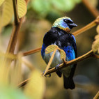 Gold-hooded tanager in Costa Rica