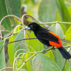 Scarlet-rumped tanager in Costa Rica