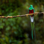 Resplendent quetzal in Costa Rica