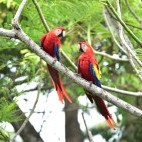 Scarlet macaw in Costa Rica