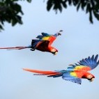 Scarlet macaws over Corcovado National Park, Costa Rica.