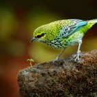 Speckled tanager in Costa Rica