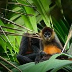 Spider monkey in Costa Rica