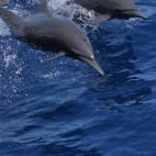 Spinner dolphin in Costa Rica