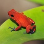 Strawberry dart frog in Costa Rica
